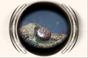 abalone.jpg